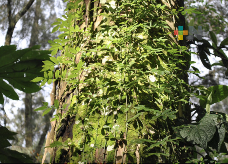 Tres nuevas Áreas Naturales Protegidas tendrá Veracruz: Sedema